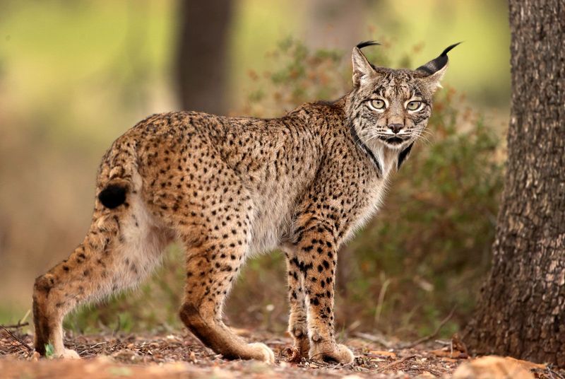 Lynx (European)