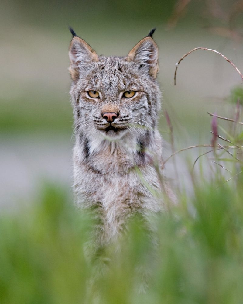 Lynx