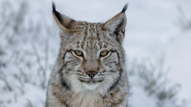 Lynxes 