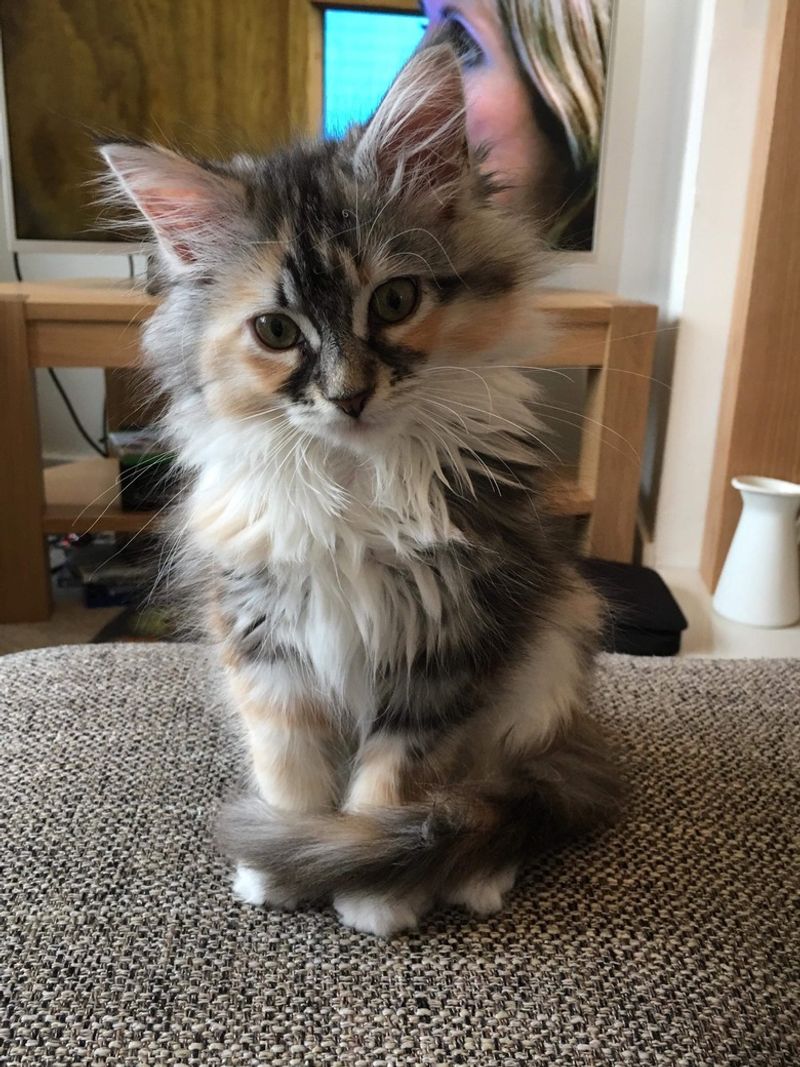 Maine Coon