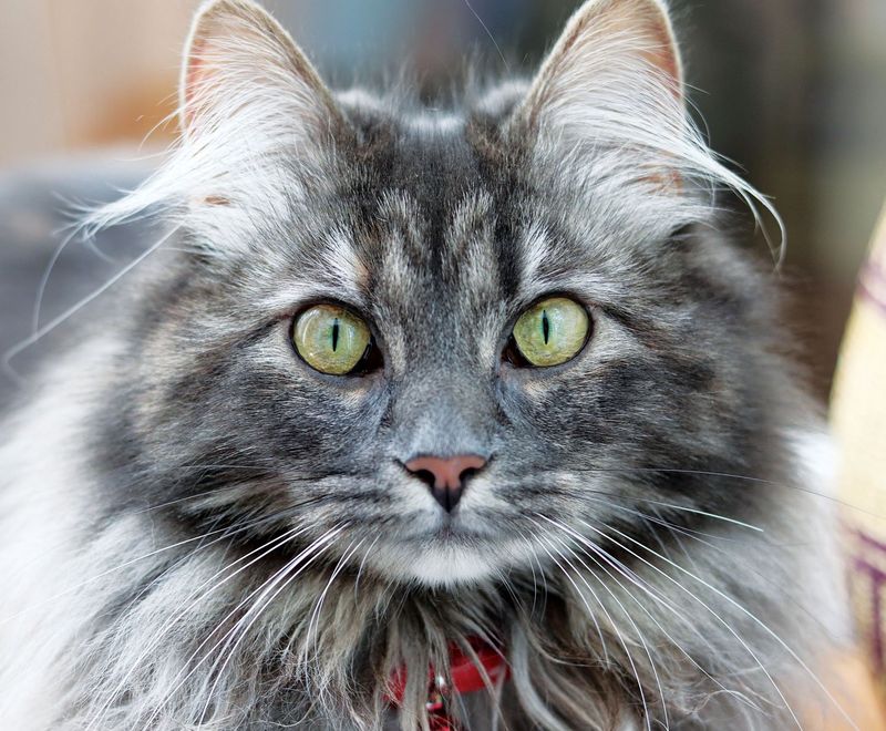 Maine Coon