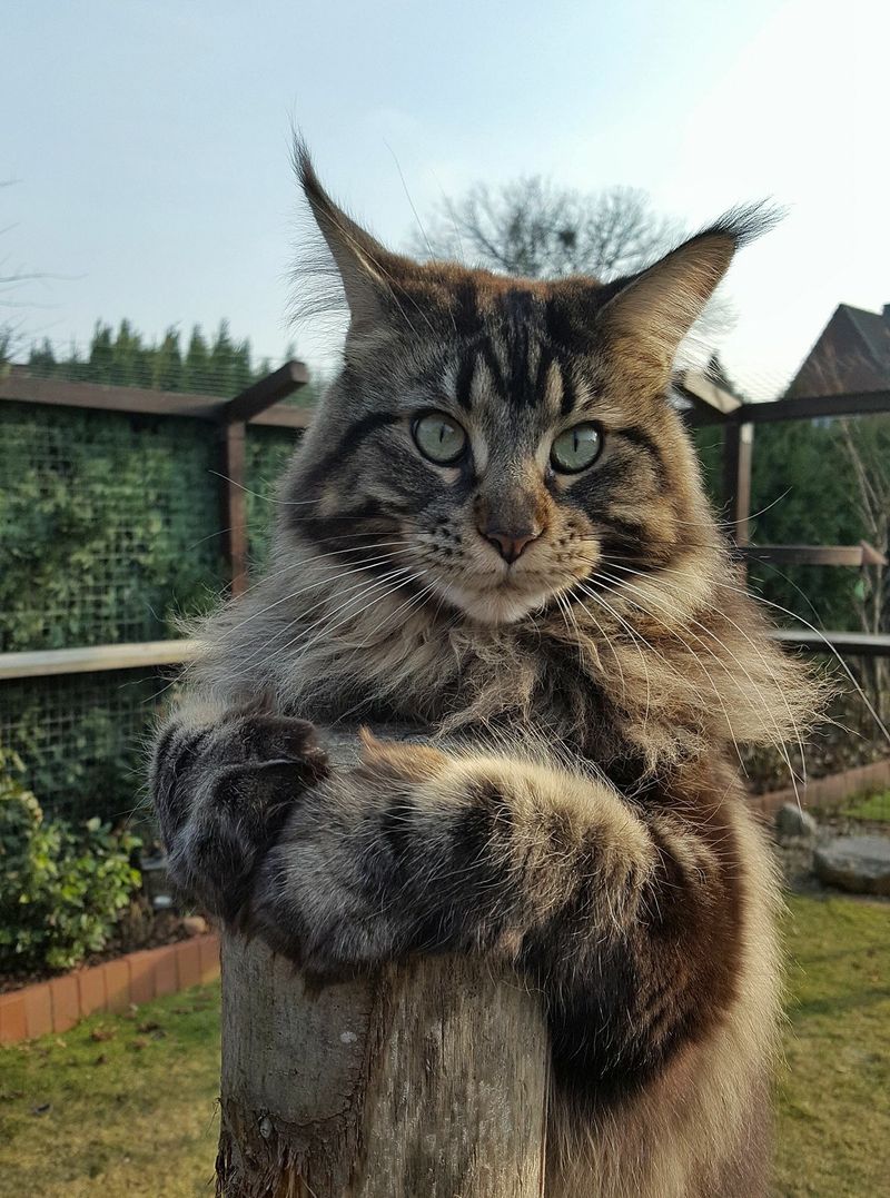 Maine Coon