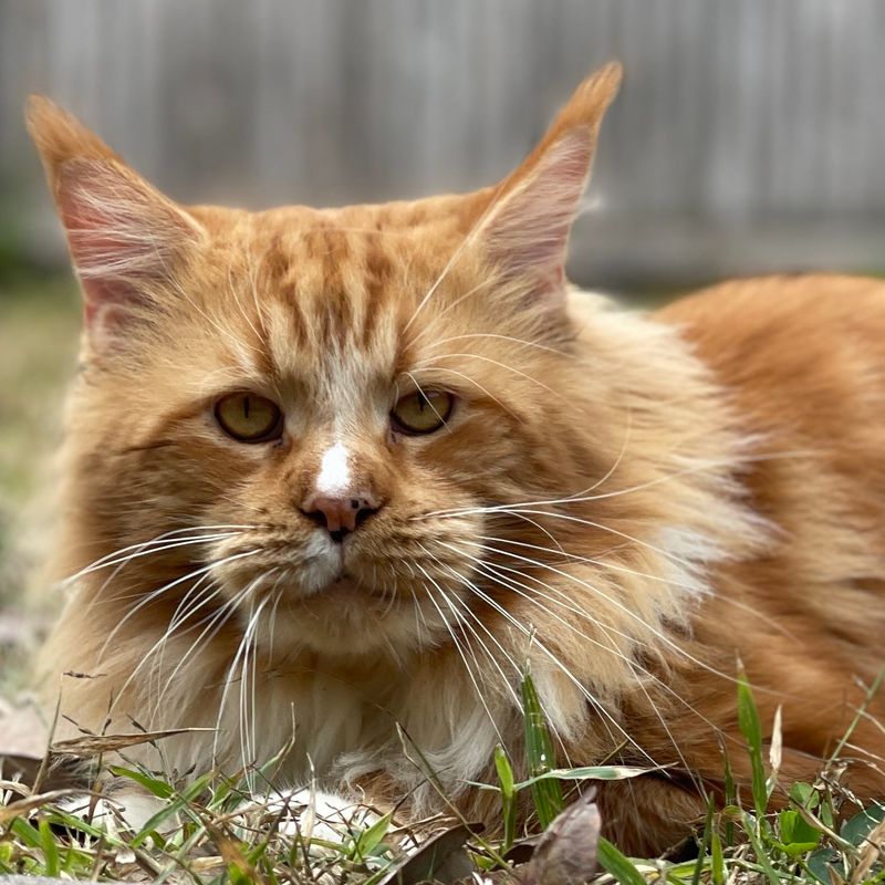 Maine Coon