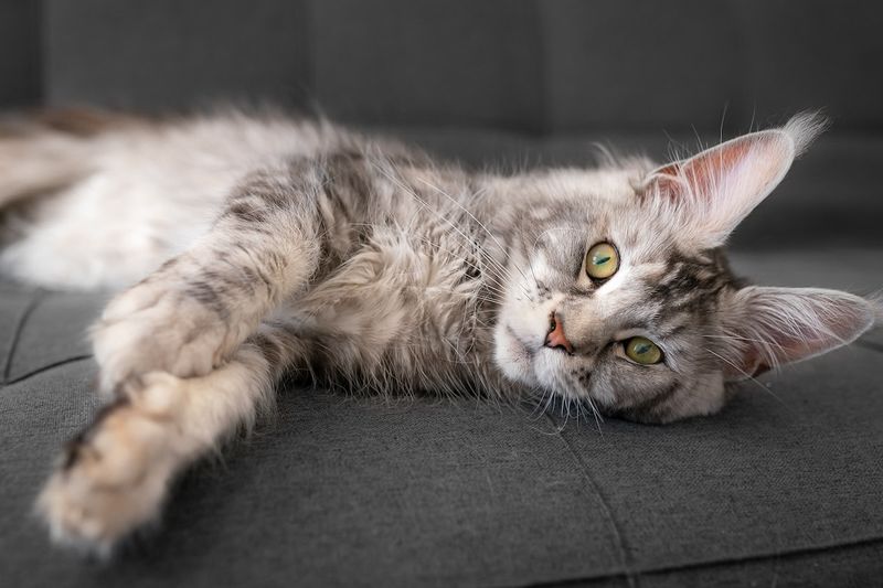 Maine Coon