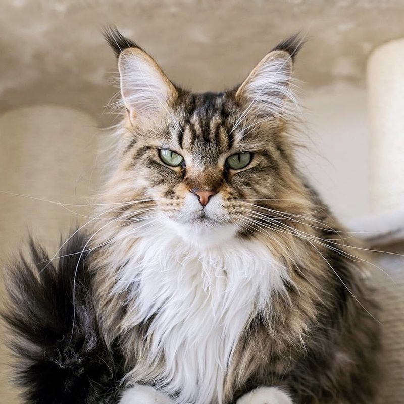 Maine Coon