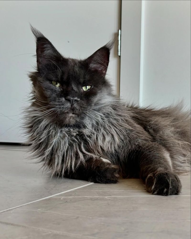 Maine Coon