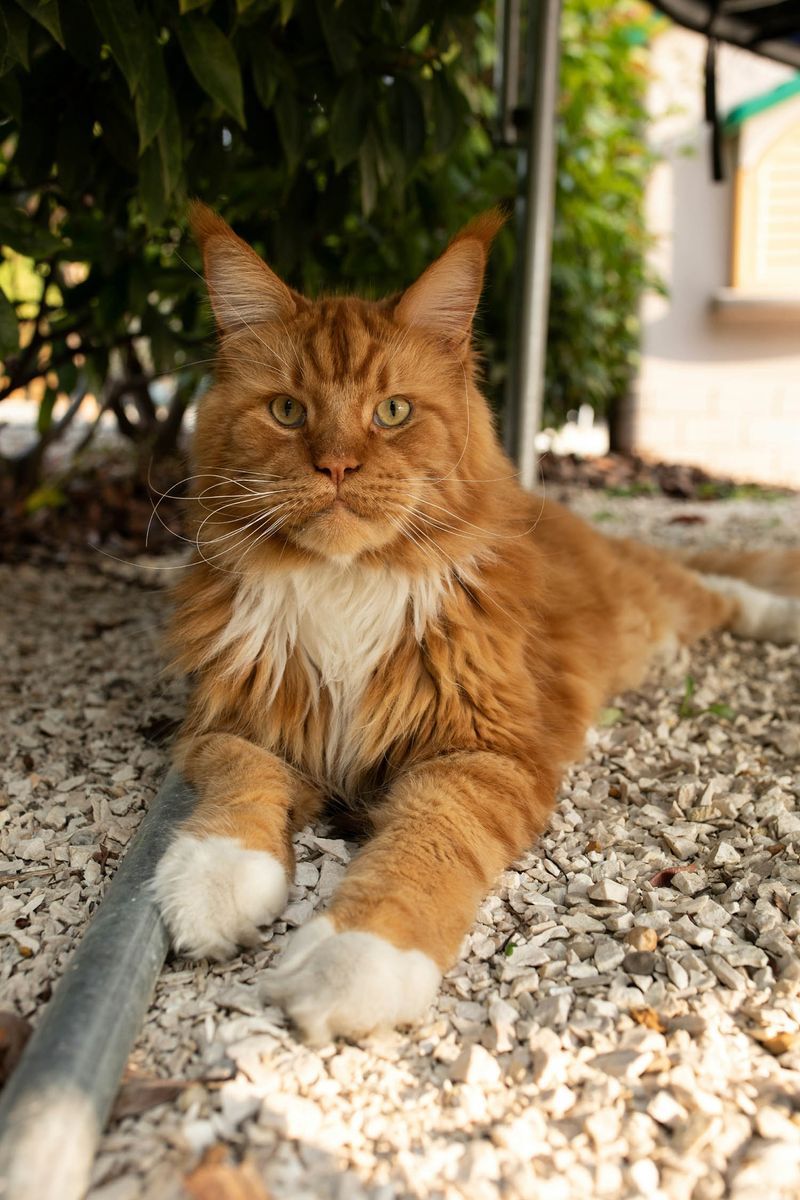 Maine Coon