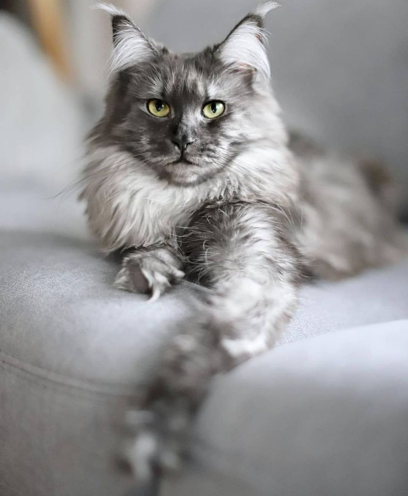 Maine Coon