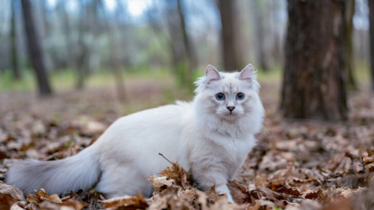 Maine Coon & Norwegian Forest Cat: 15 Surprising Things They Have in Common