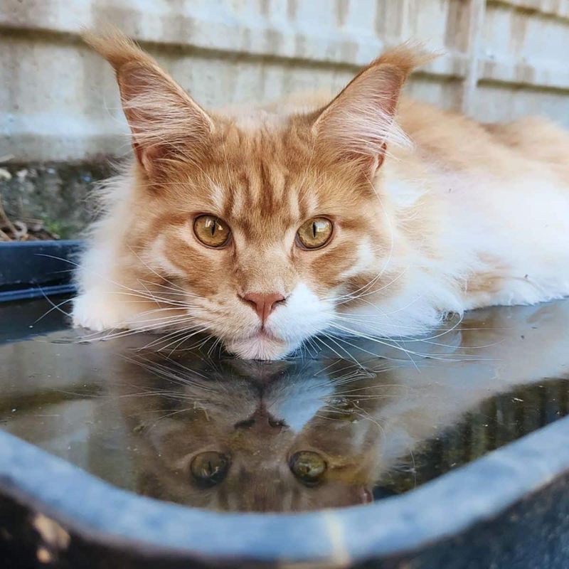 Maine Coon