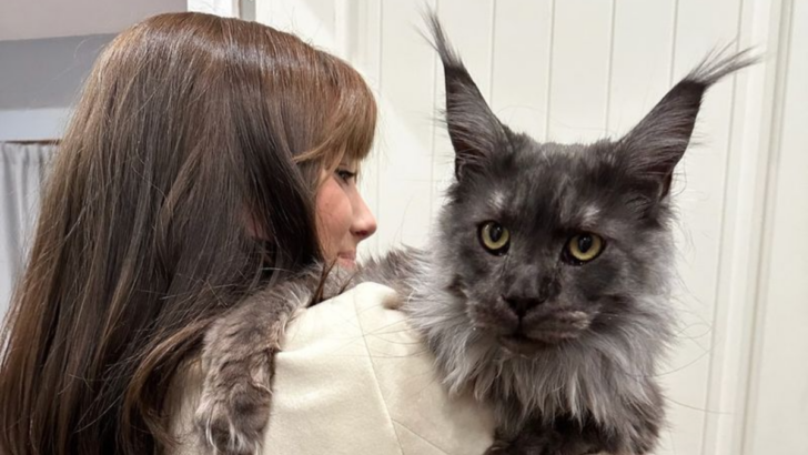 Maine Coons Are Amazing, But Here Are 19 Struggles You Should Prepare For