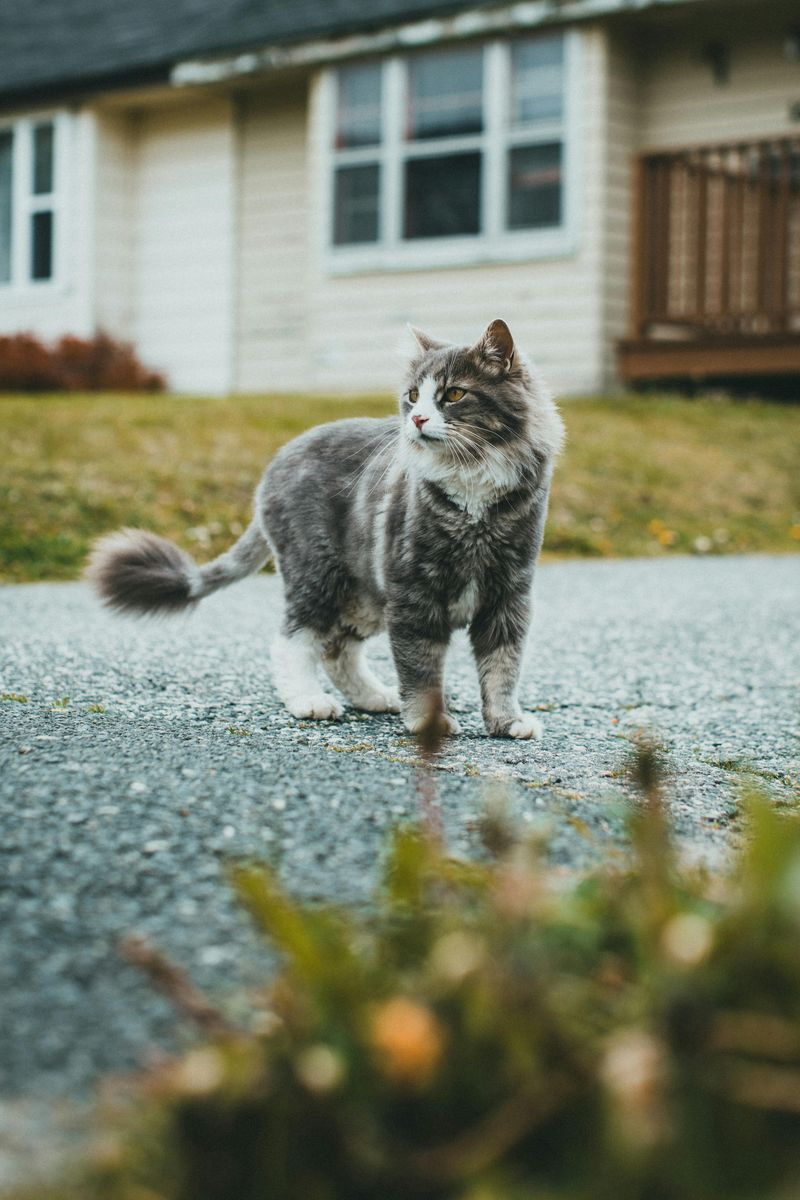 Majestic, Fluffy Tails