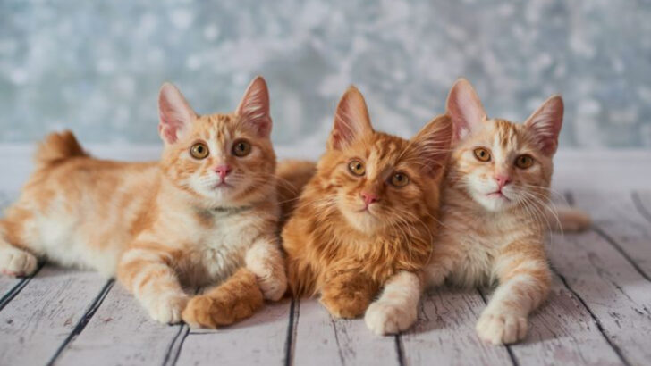 Short Tails, Big Personalities – 15 Key Differences Between Manx and American Bobtail!