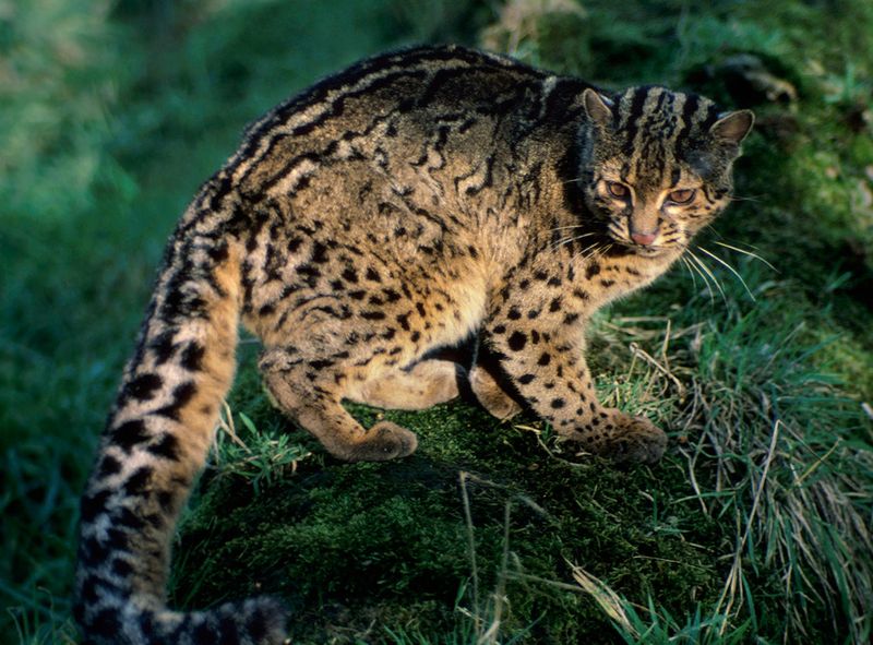 Marbled Cat