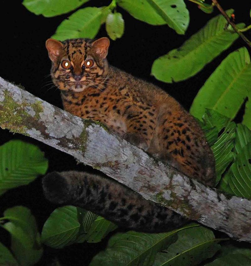 Marbled Cat (Pardofelis marmorata)