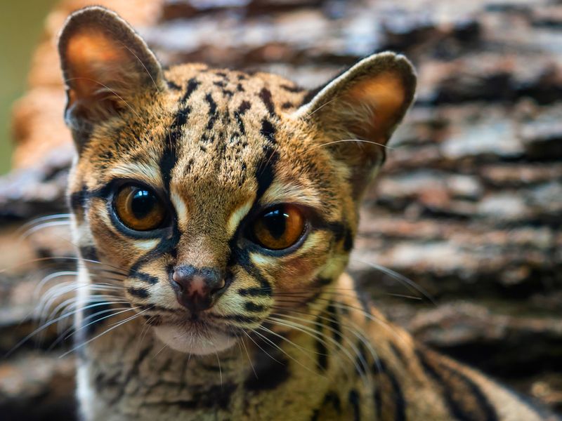 Margay