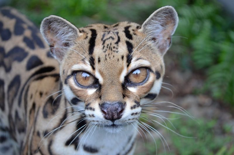 Margay