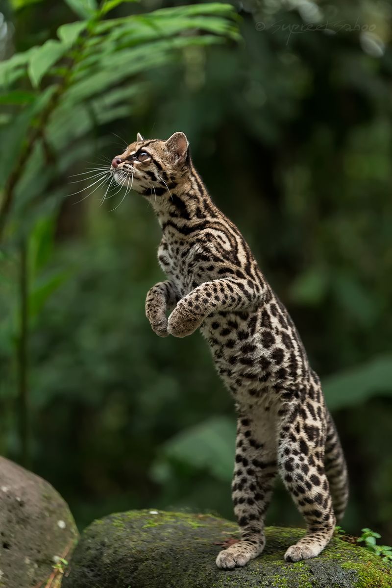 Margay (Leopardus wiedii)