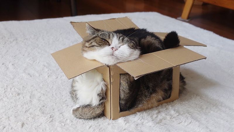 Maru – The Box-Loving YouTube Star