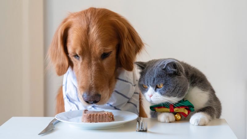 Meal Time Companions