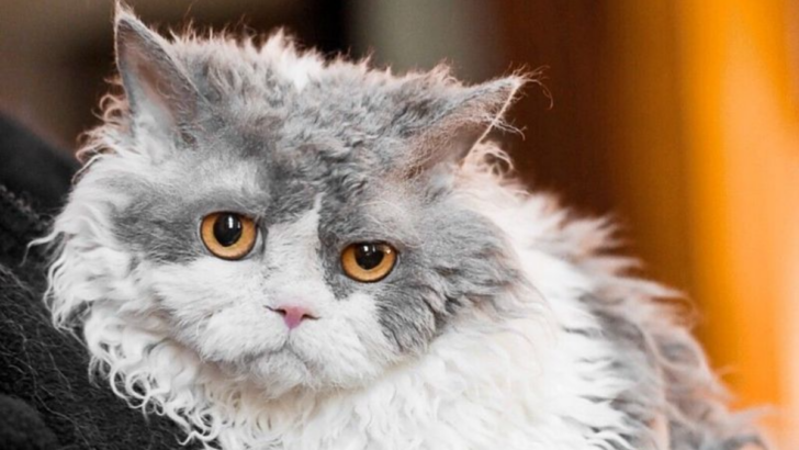 Meet the Selkirk Rex, the Curly-Coated Wonder of the Feline World