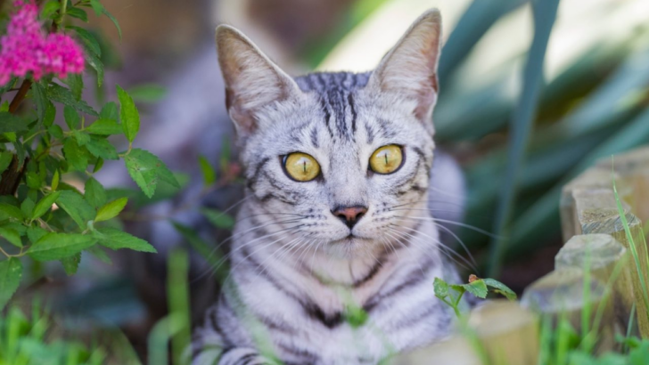 Meet the Silver Bengal – A Rosette Patterned Ball of Energy