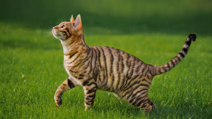 Meet the Toyger – 12 Fascinating Facts About This Wild-Looking Kitty