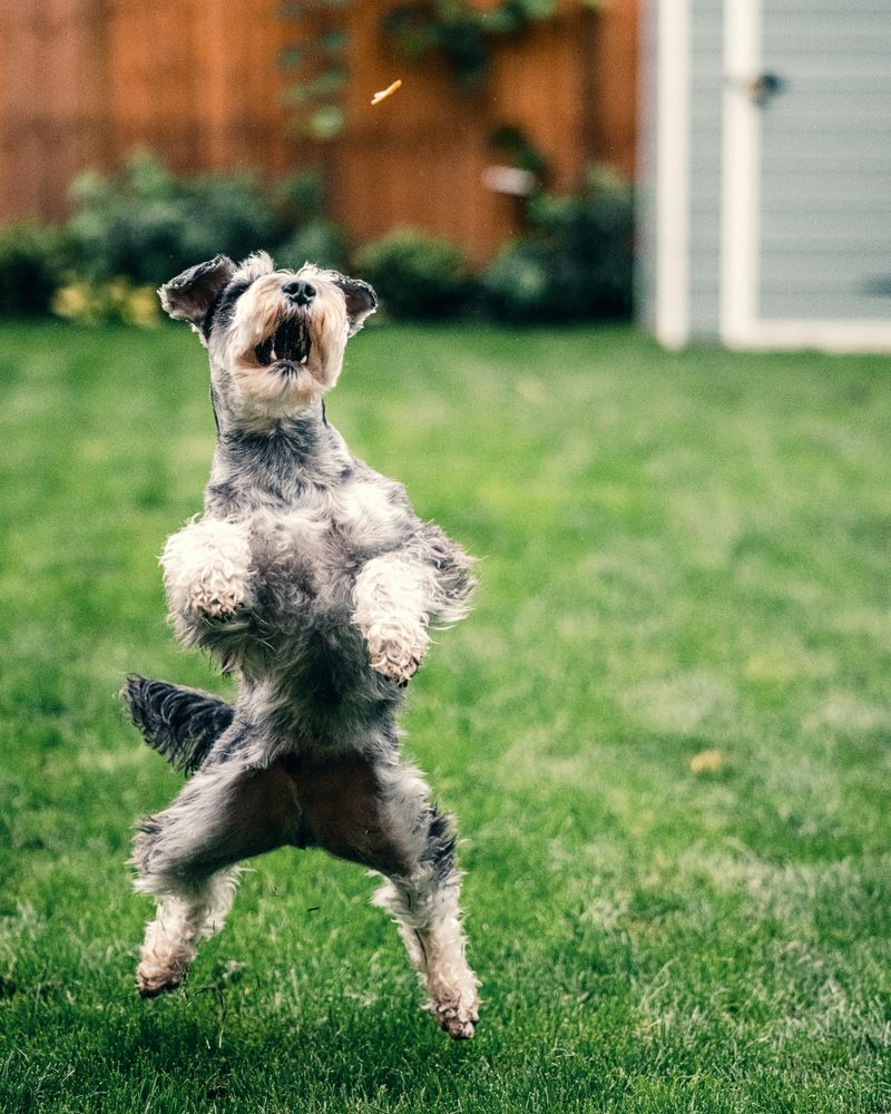 Miniature Schnauzer