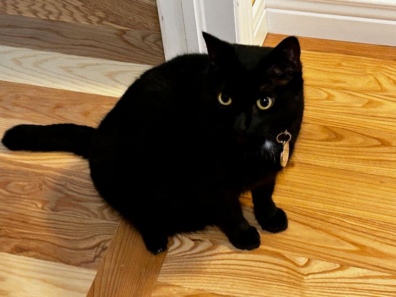 Minimal Grooming Needs