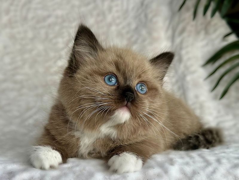 Mink Ragdoll