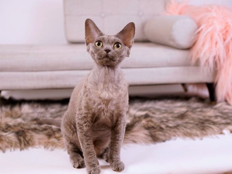 Mink and Sepia Cornish Rex