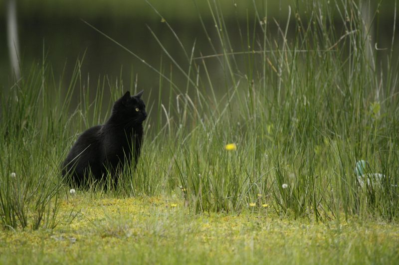 Missy – The Mountain Cat