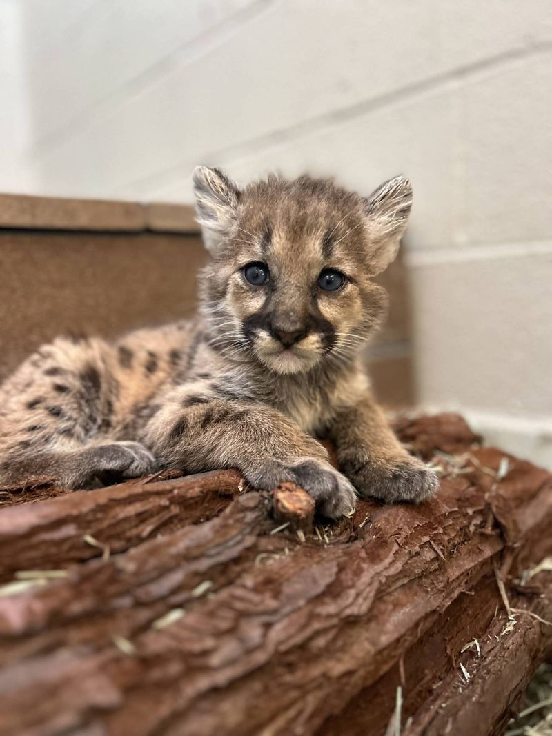 Mountain Lion Cubs Are Born With Spots