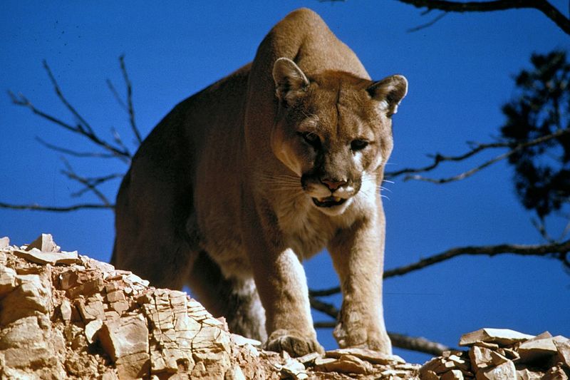 Mountain Lion (Puma)