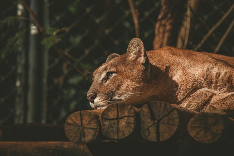 Mountain Lions Have the Most Names of Any Wild Cat