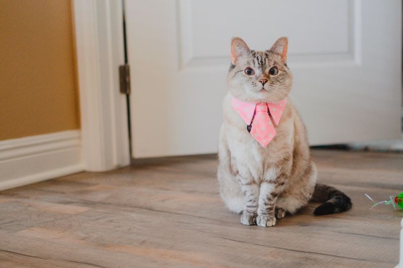 Nala – The Most Followed Cat on Instagram