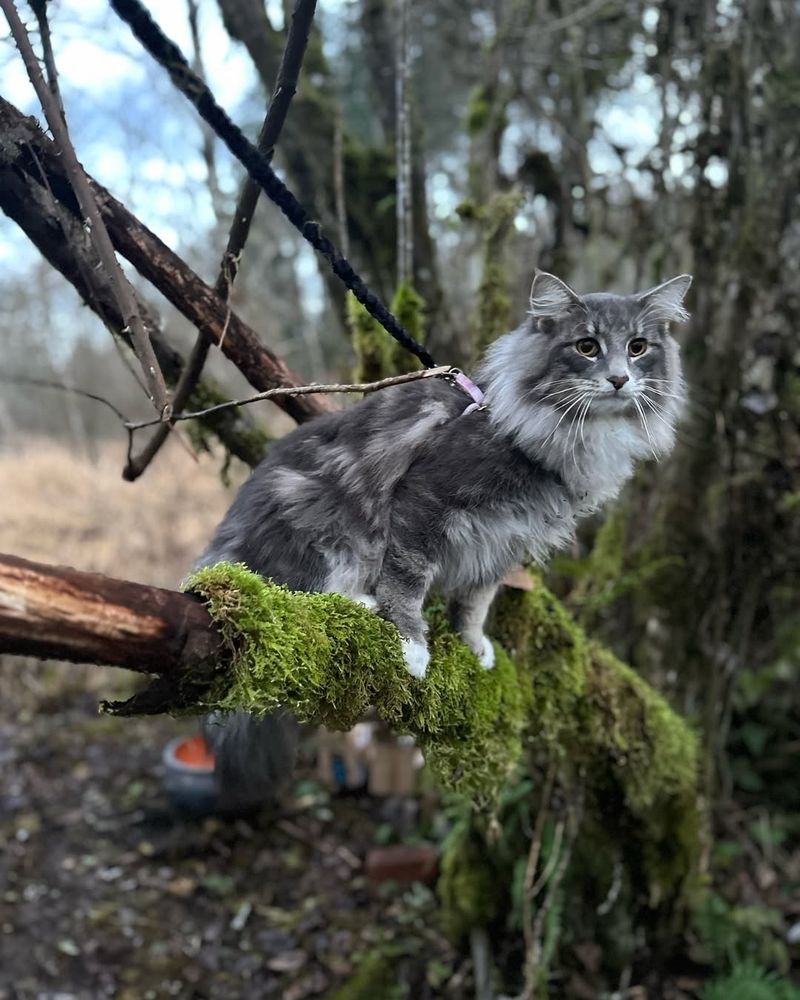 Natural Climbers