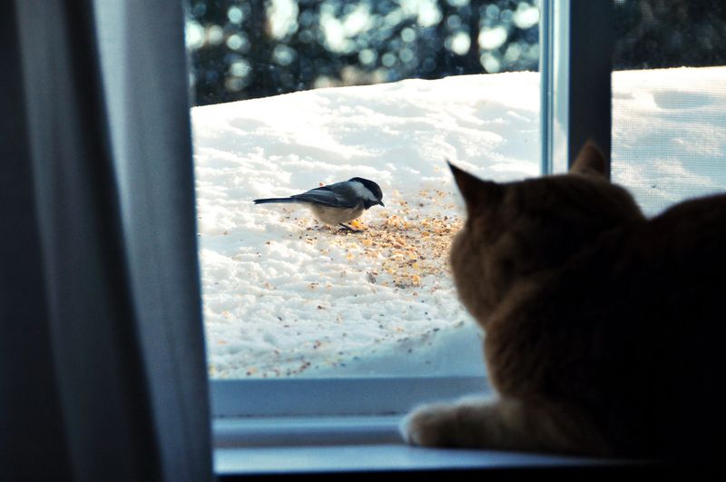 Nature’s Best Entertainment: Bird Watching 🐦📺