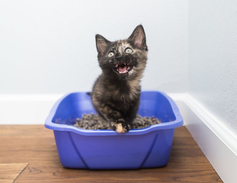 Neglecting Litter Box Placement