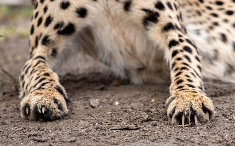 Non-Retractable Claws: The Ultimate Traction Control
