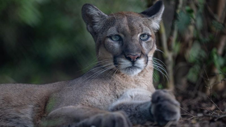 North America is Home to Some Amazing Wild Cat Species, Here are the Top 10 Most Majestic Ones