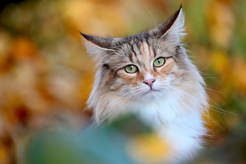 Norwegian Forest Cat