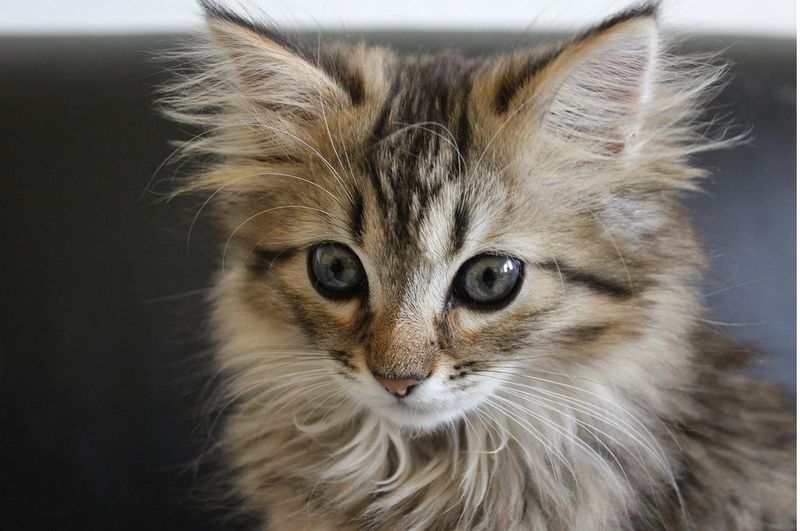 Norwegian Forest Cat