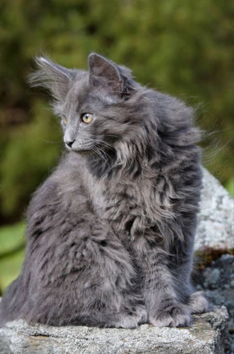 Norwegian Forest Cat