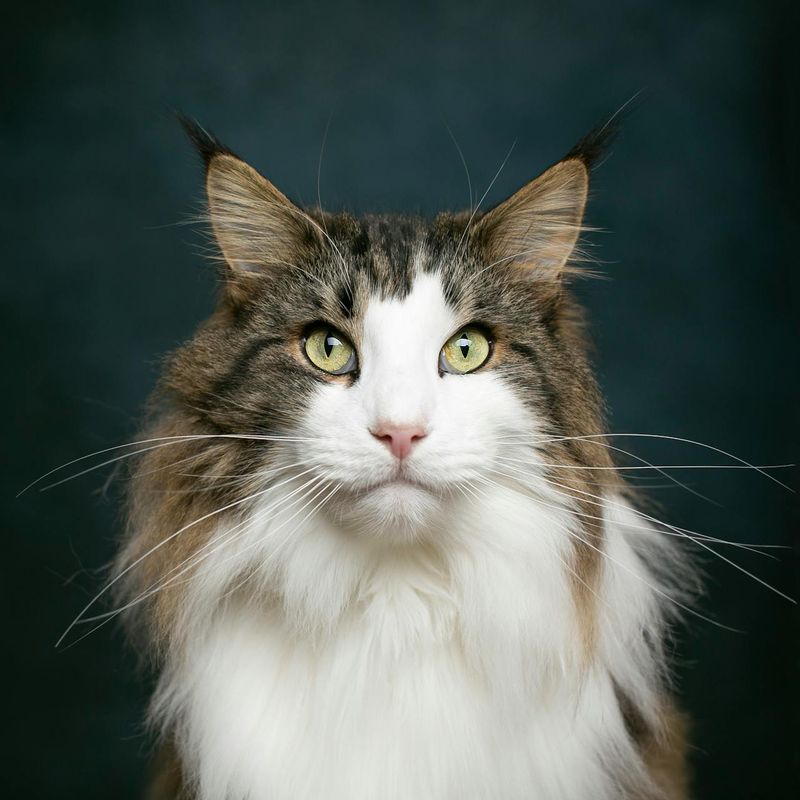 Norwegian Forest Cat