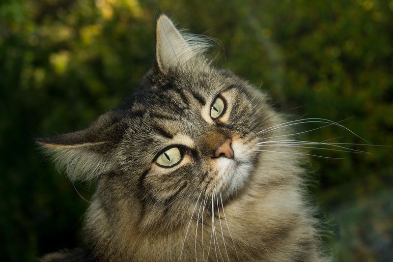 Norwegian Forest Cat