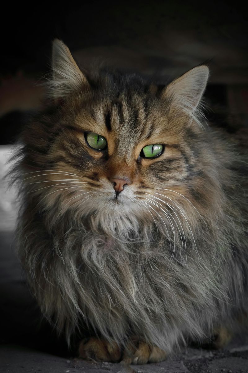 Norwegian Forest Cat