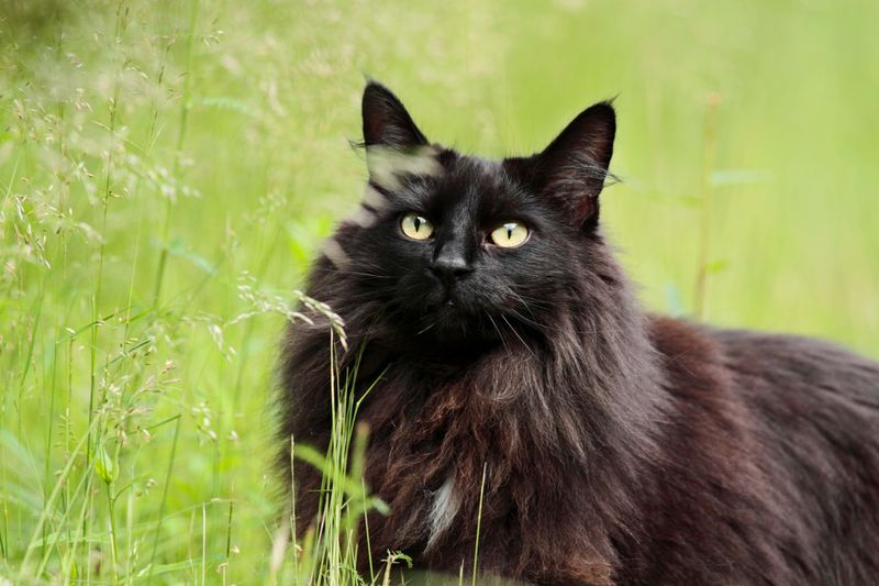 Norwegian Forest Cat