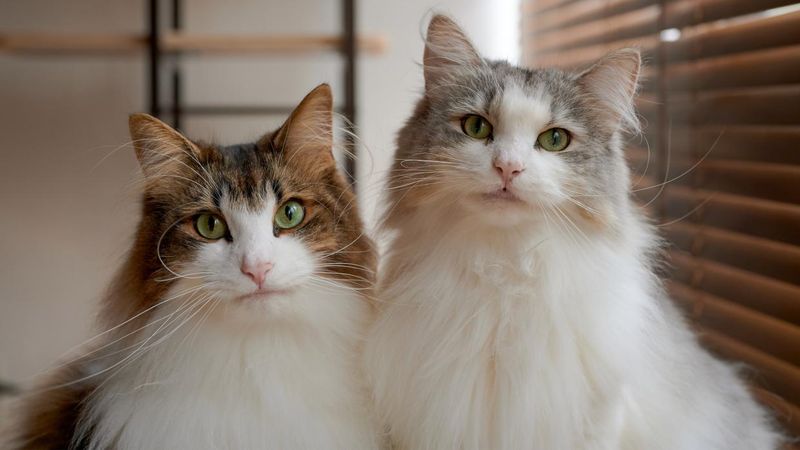 Norwegian Forest Cat