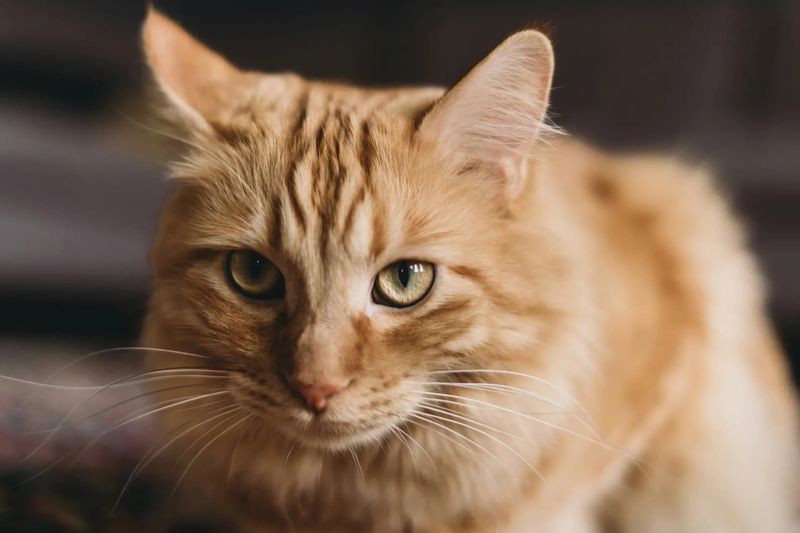 Norwegian Forest Cat